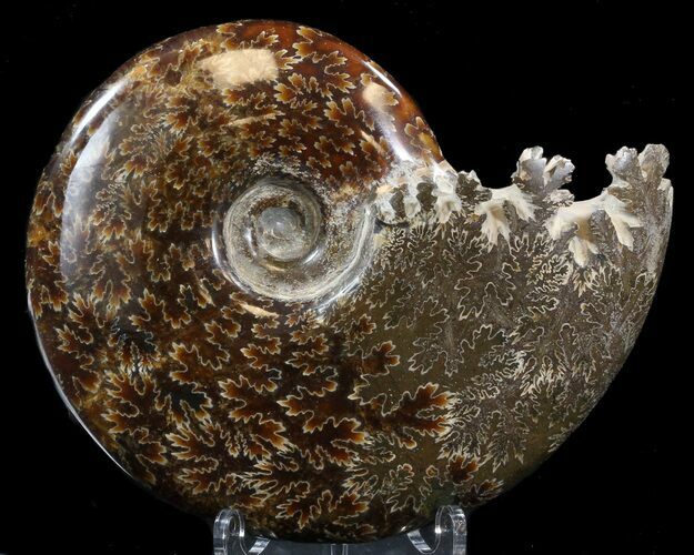 Cleoniceras Ammonite Fossil - Madagascar #39491